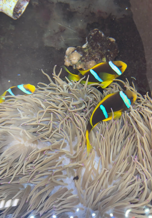 Blue Stripe Clownfish -(WC Trio w host anemone)