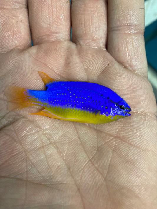 Fiji Blueback Damsel