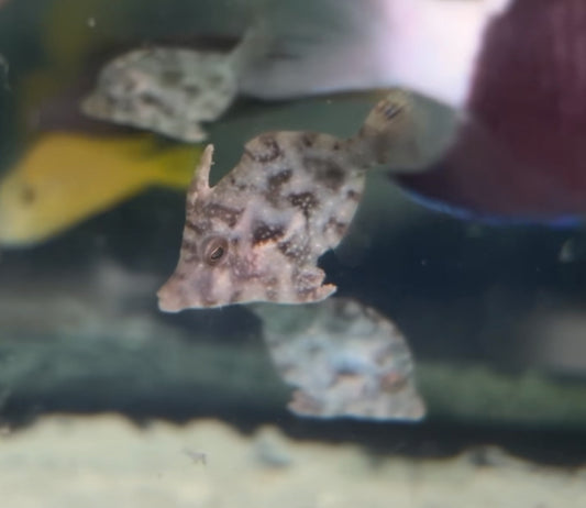 Baby Matted (Aiptasia eating) Filefish-Acreichthys tomentosus