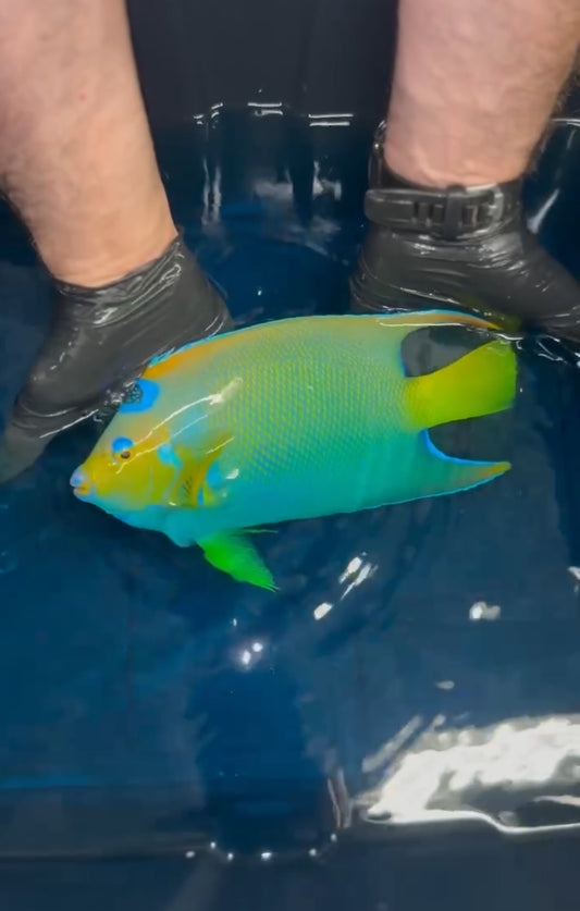 Queen Angelfish | Holacanthus Ciliaris | 13-15”