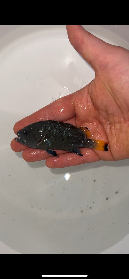 Blue and Yellow (Cobalt) Grouper-4"