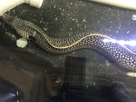 West African Dragon Moray | Muraena melanotis (12")