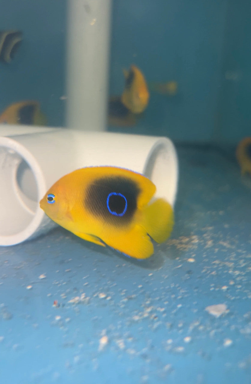 Rock Beauty Angelfish (1-2" juv)