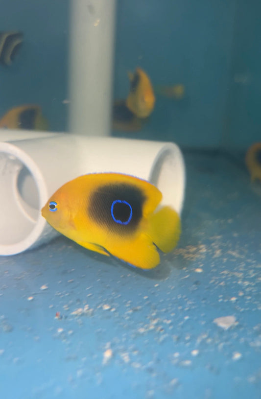 Rock Beauty Angelfish (2" juv)