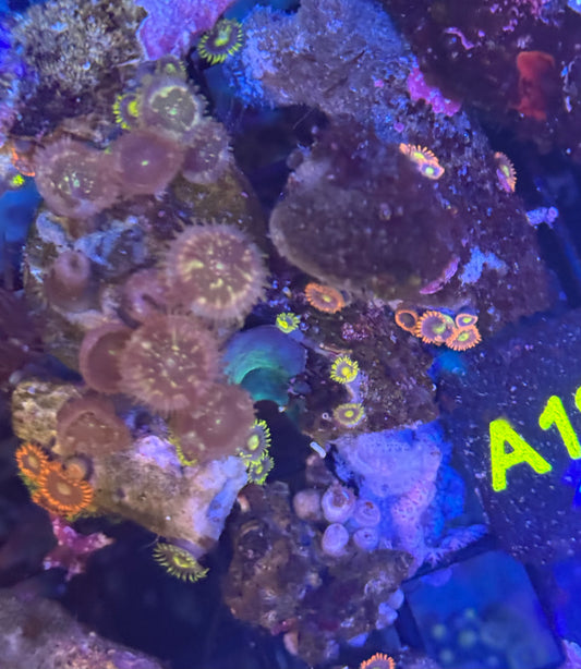 Random Zoas on multiple rock pieces (A181)  WYSIWYG