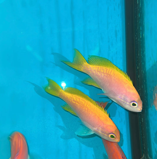 Bimaculatus Anthias (Female)