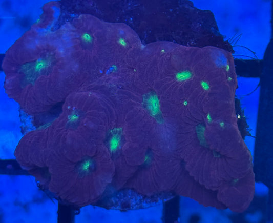 Favites War Coral (A8)