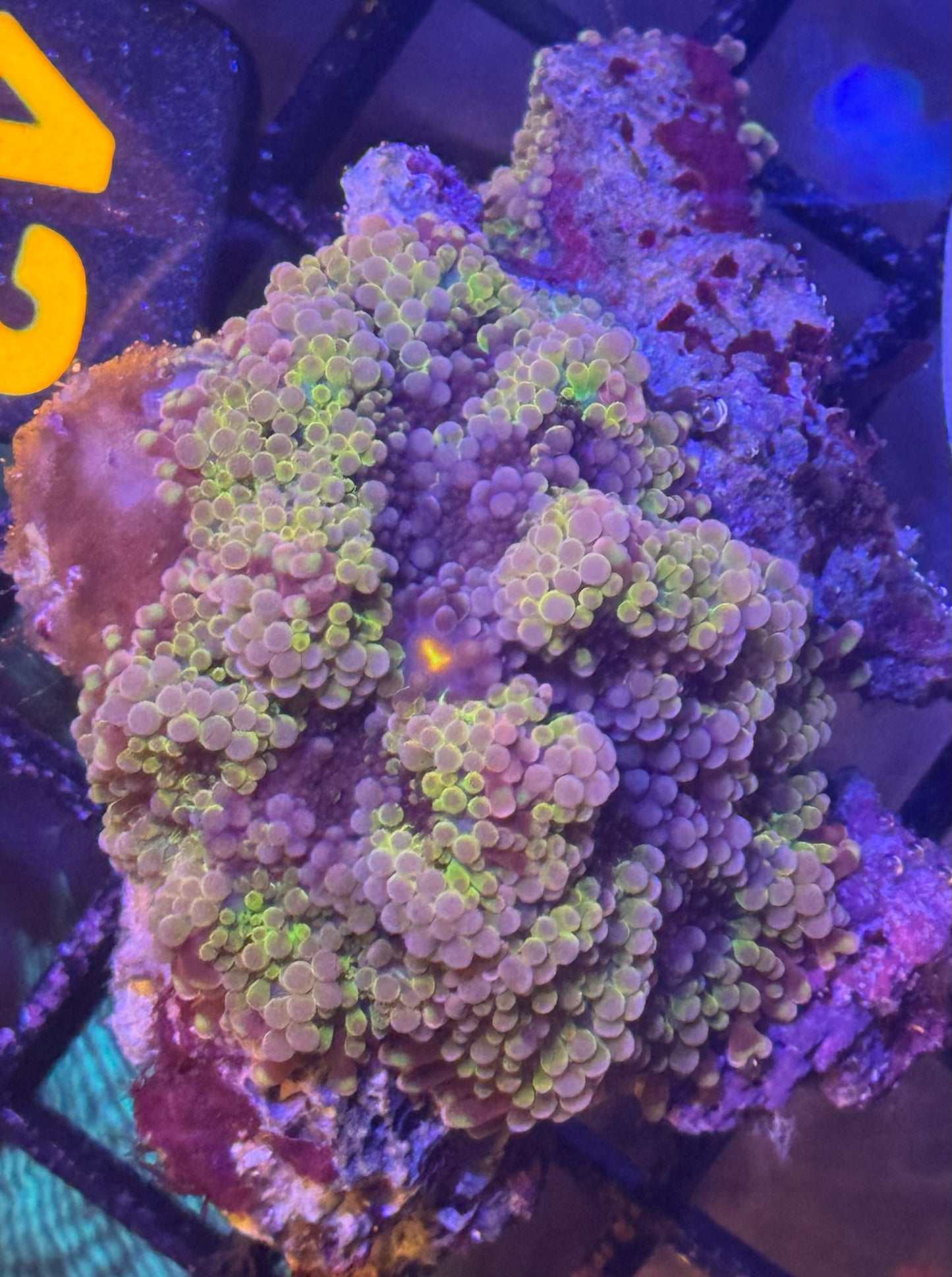 Ultra Yuma 42  WYSIWYG