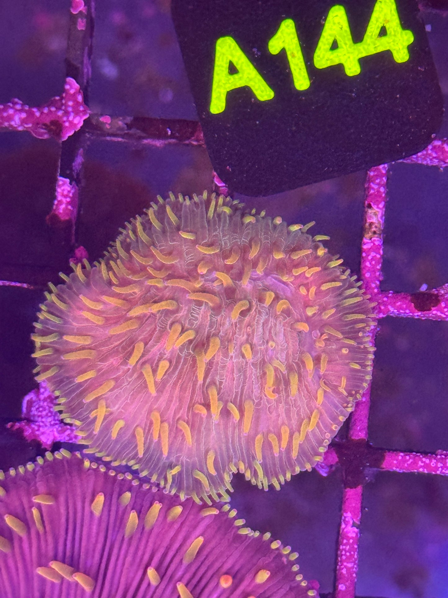 Fungia plate coral (A144)