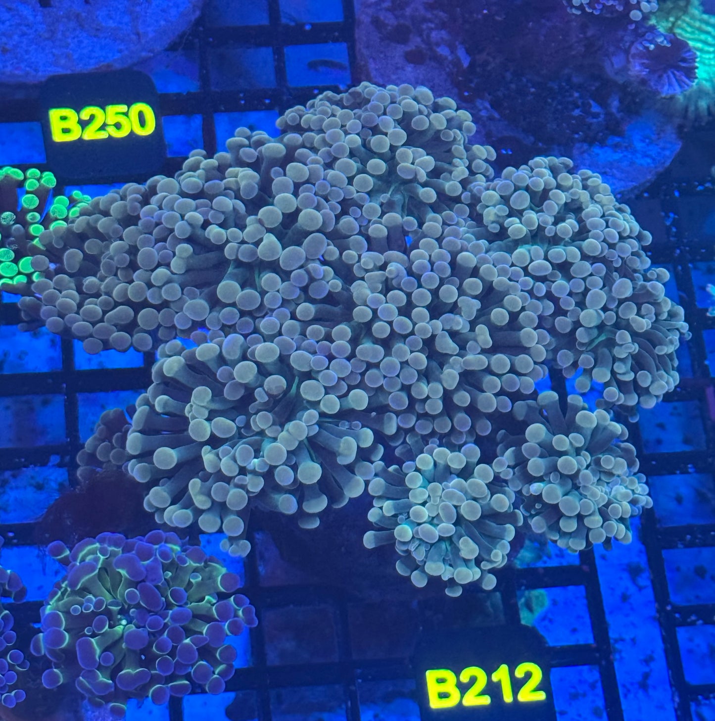 X-Large Hammer Colony (B212) WYSIWYG