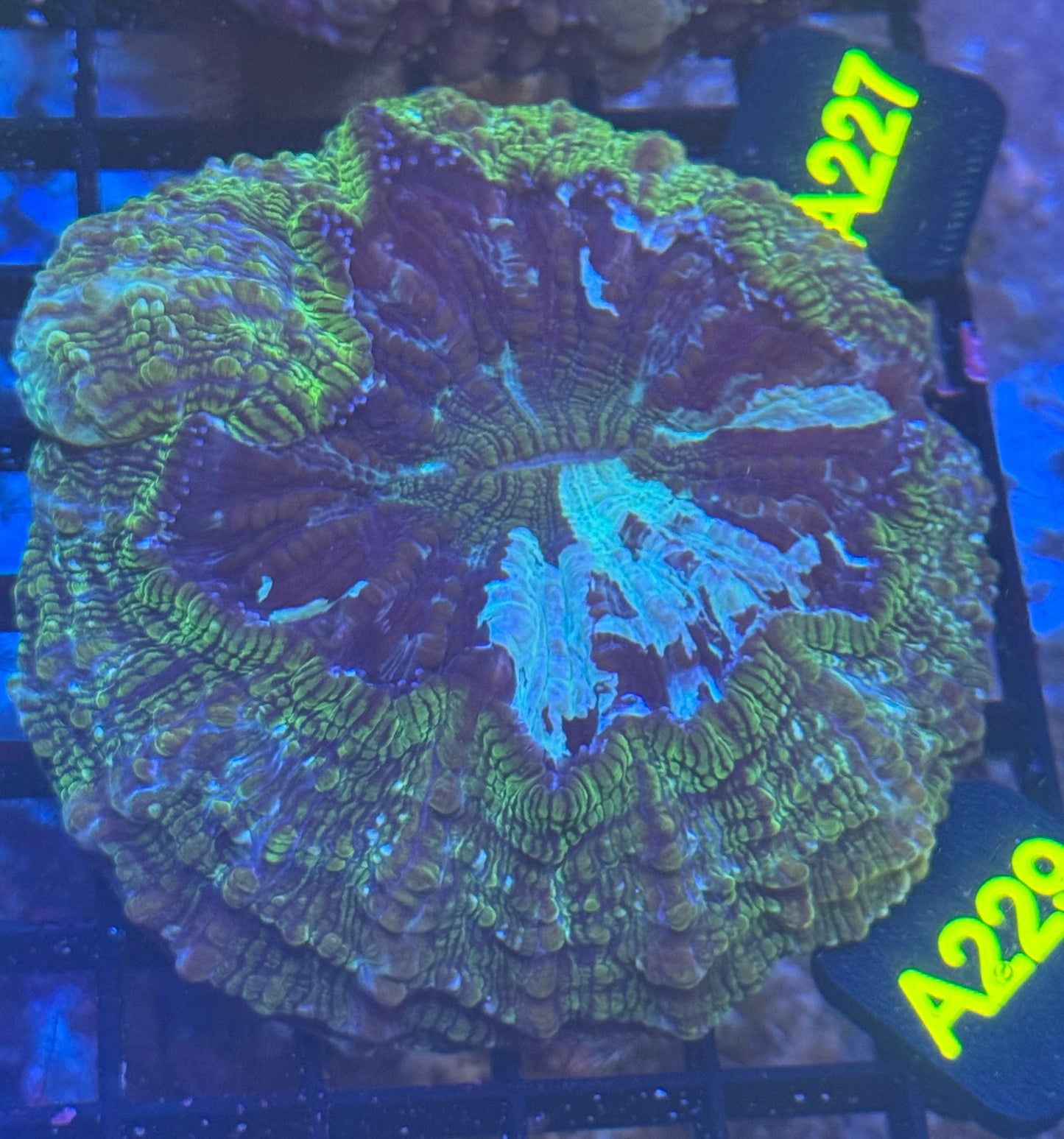 Acantho (A229) WYSIWYG
