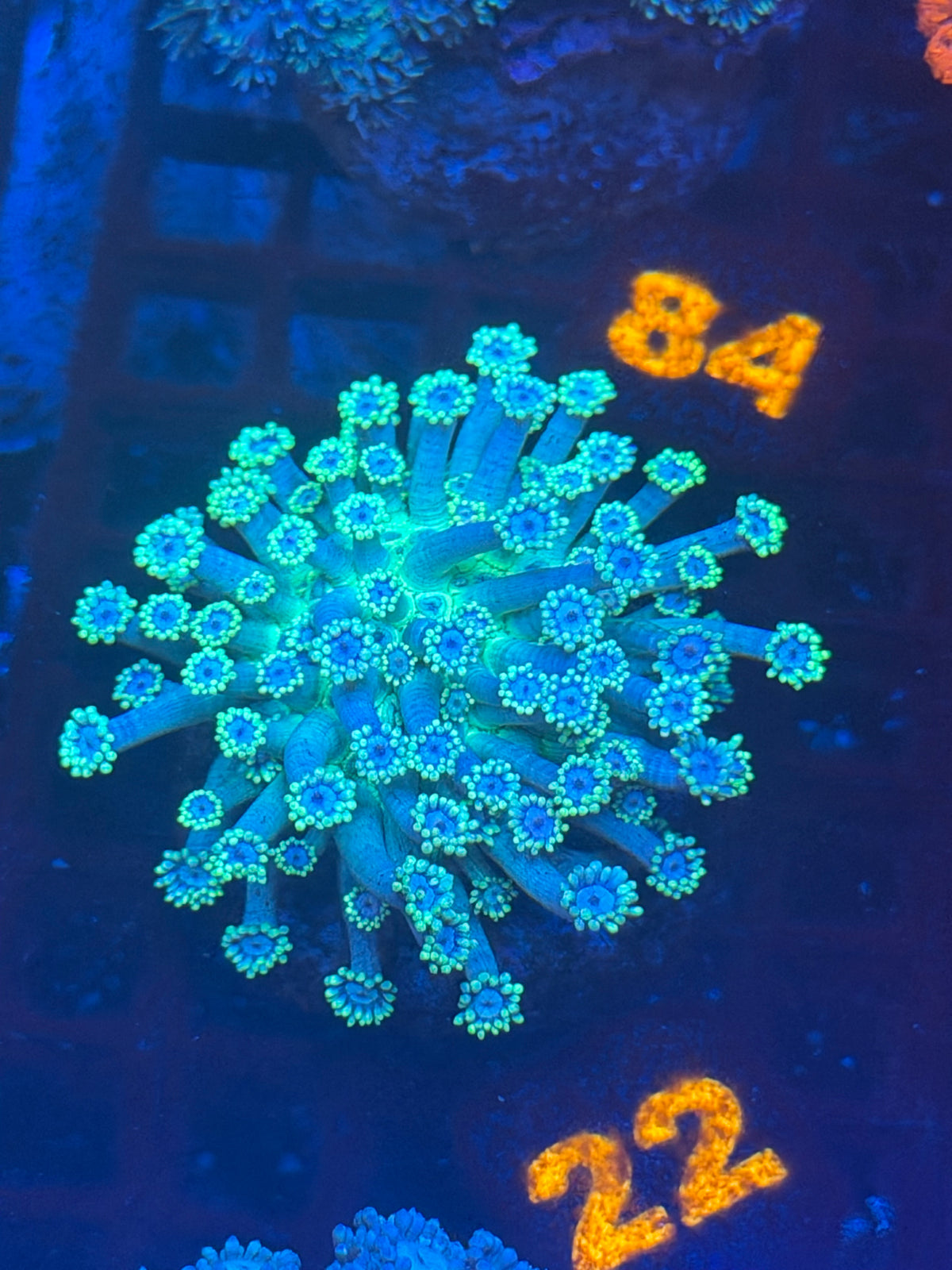 Green Goni (22)