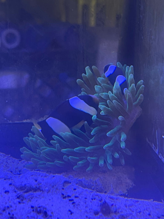 Western Australian Milli Clownfish Pair (A. Milii)-With host Green Bubbletip