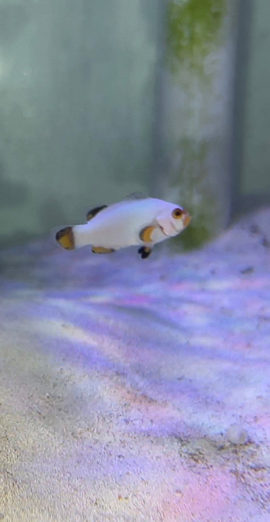 Designer Platinum White  Ocellaris Clownfish