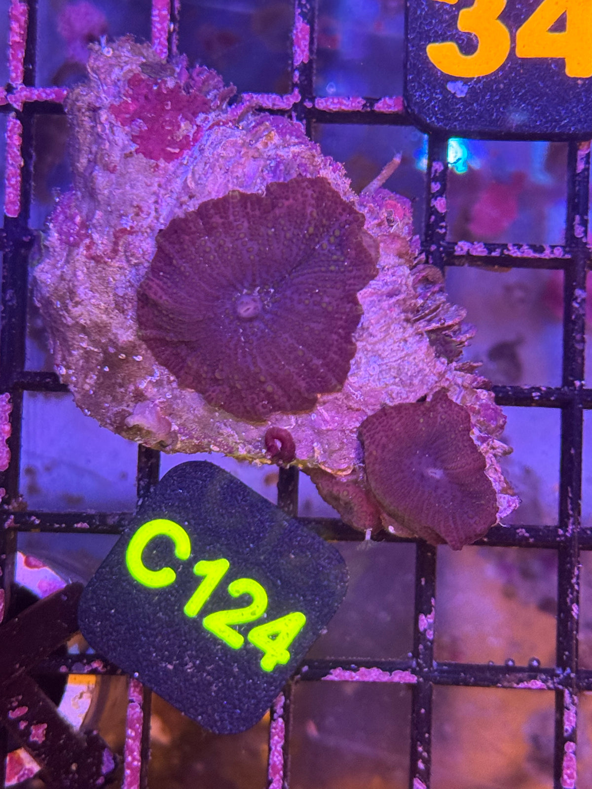 Mushroom colony (C124)