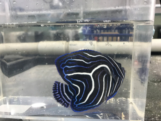 Koran Angelfish-4" Misbar