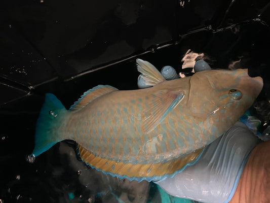 Red Sea Blue Parrotfish |  Scarus coeruleus  (18")