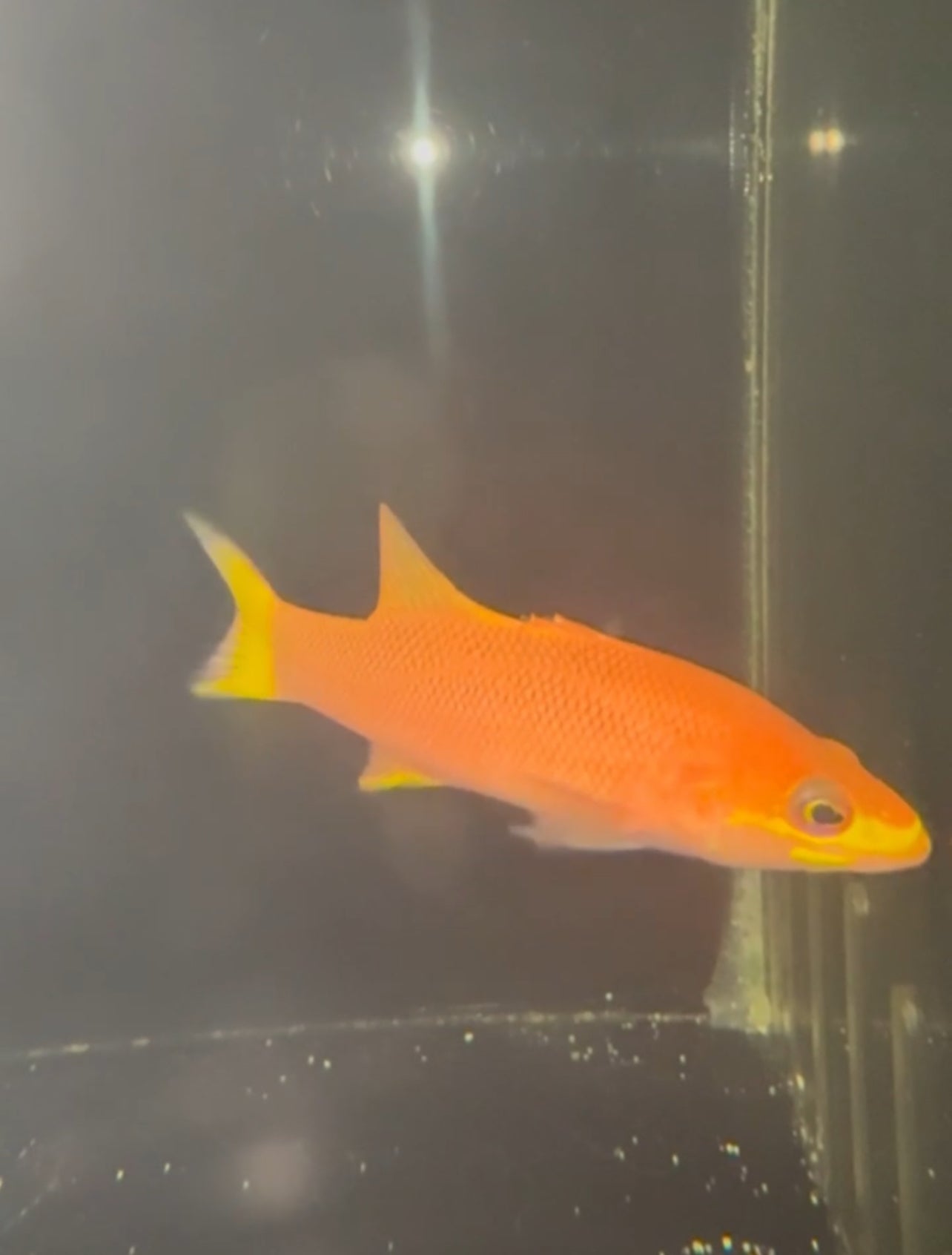 Liopropoma ‘yellow tail’ sp. (undescribed species)