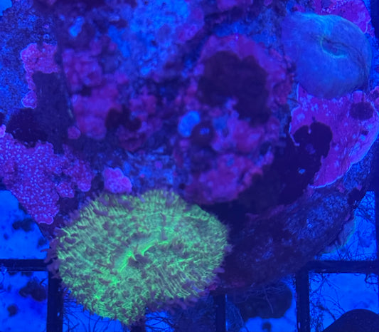 Green Mushroom (C44) WYSIWYG