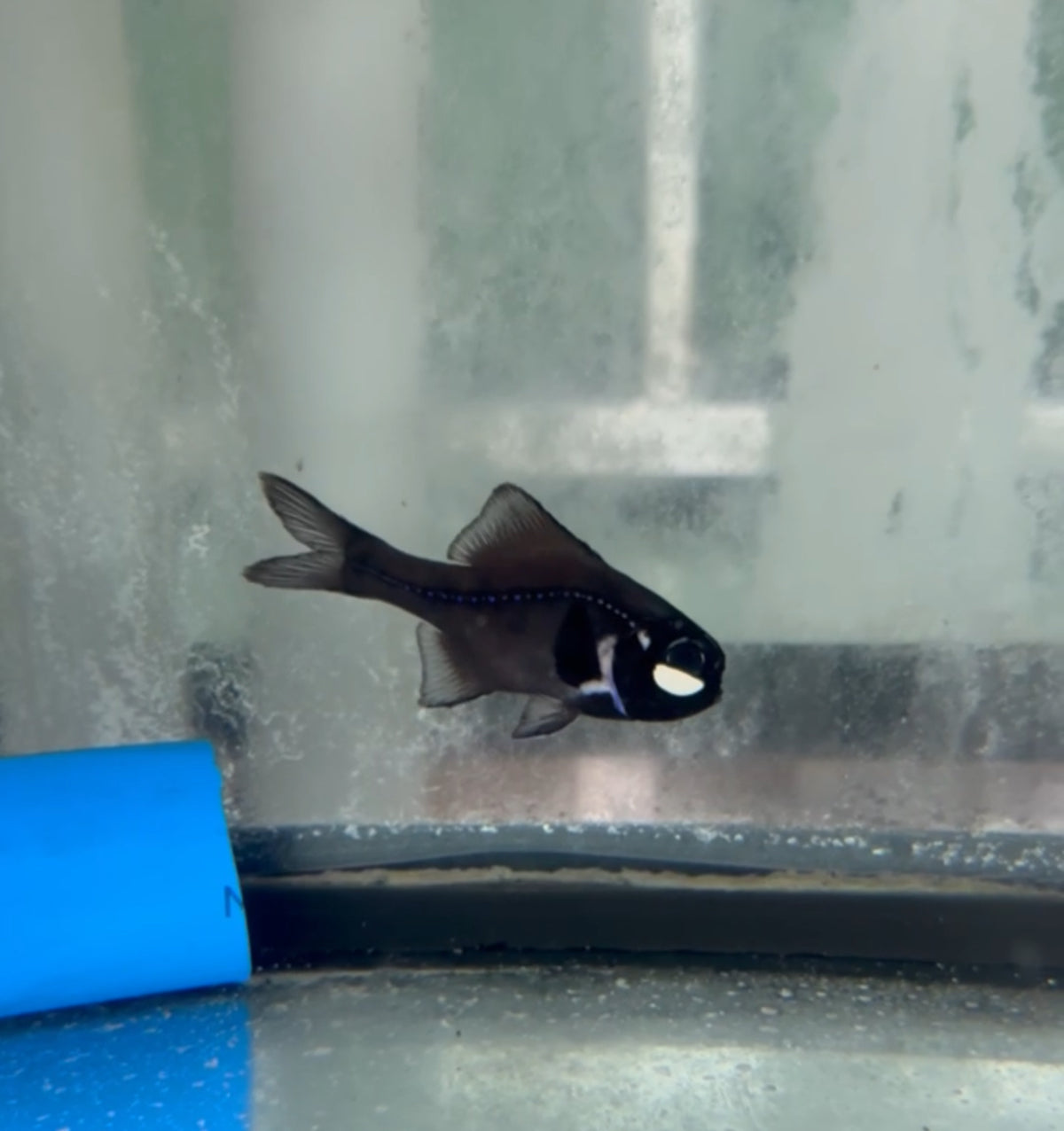Spli Flashlight Fish Split-fin Flashlight Fish – NYAquatic