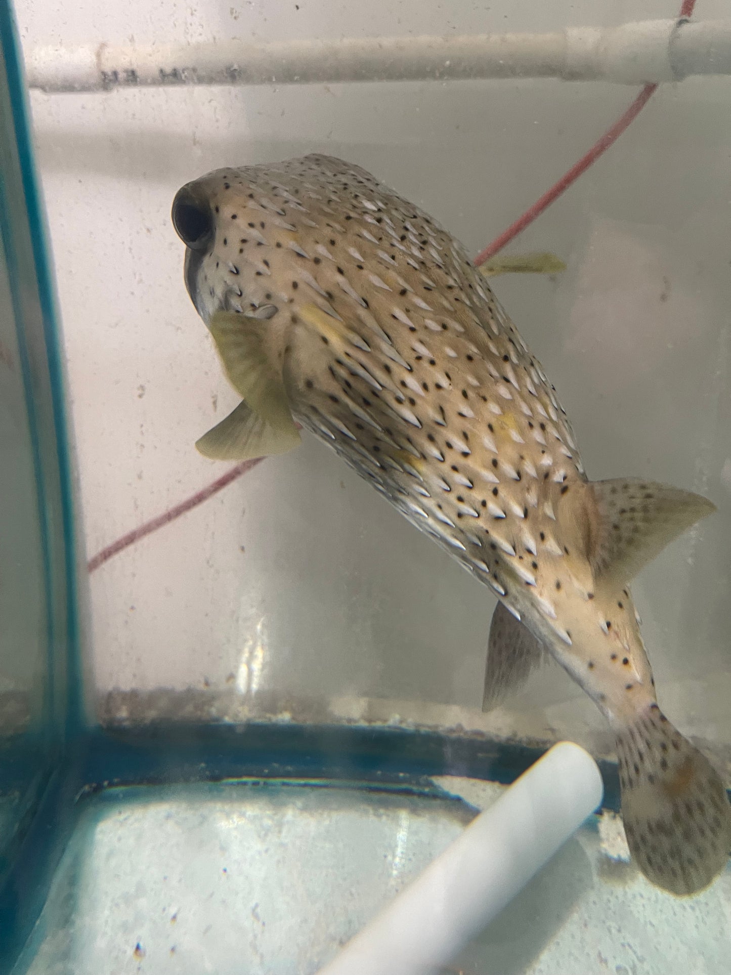 Porcupine Puffer(12")