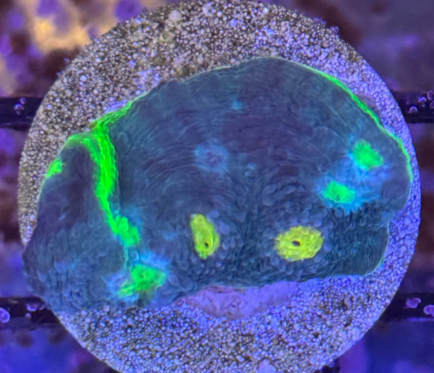 Jellybean Chalice frag (B144)