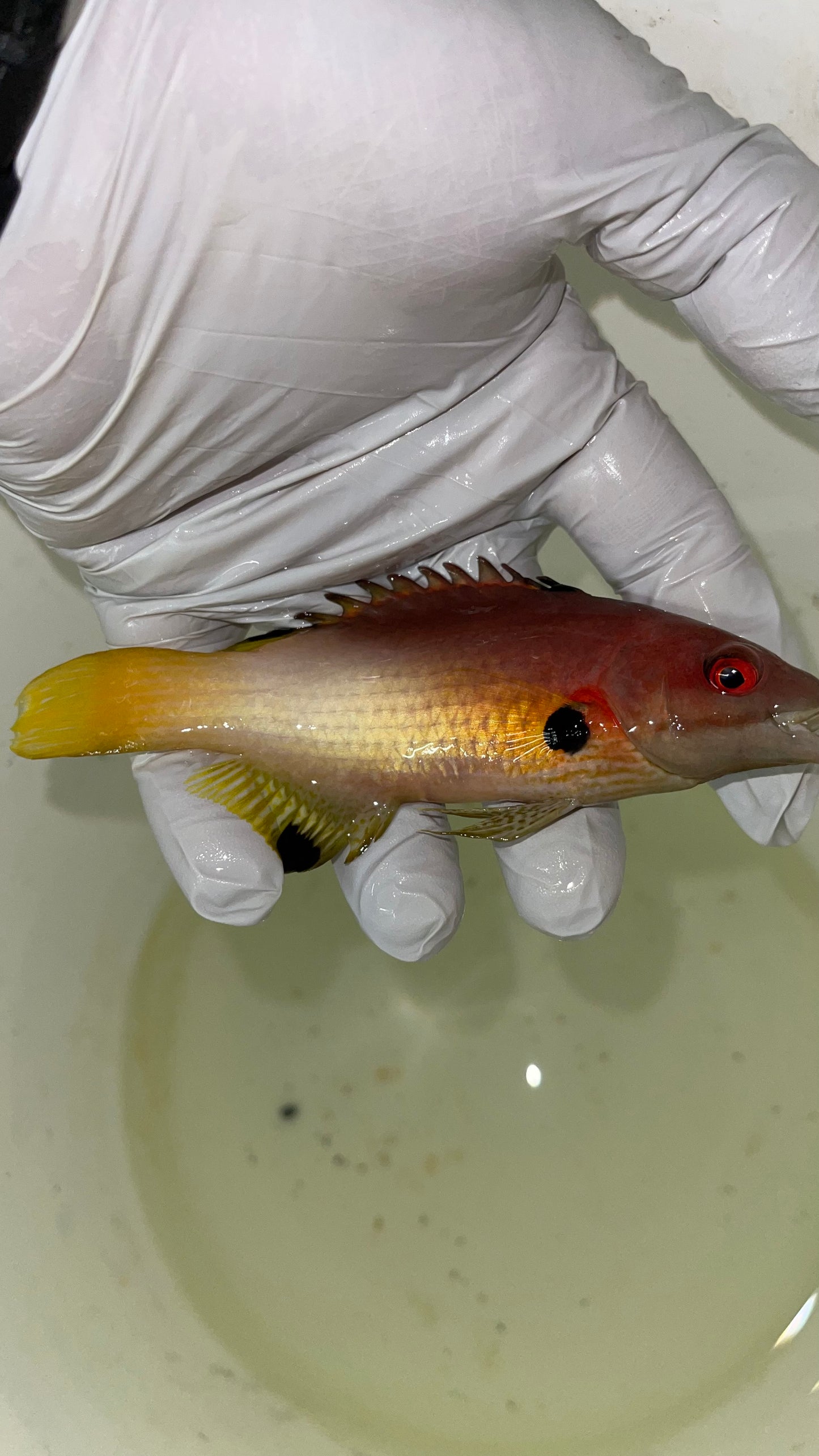 Axilspot Hogfish|Bodianus Axillaris (5")