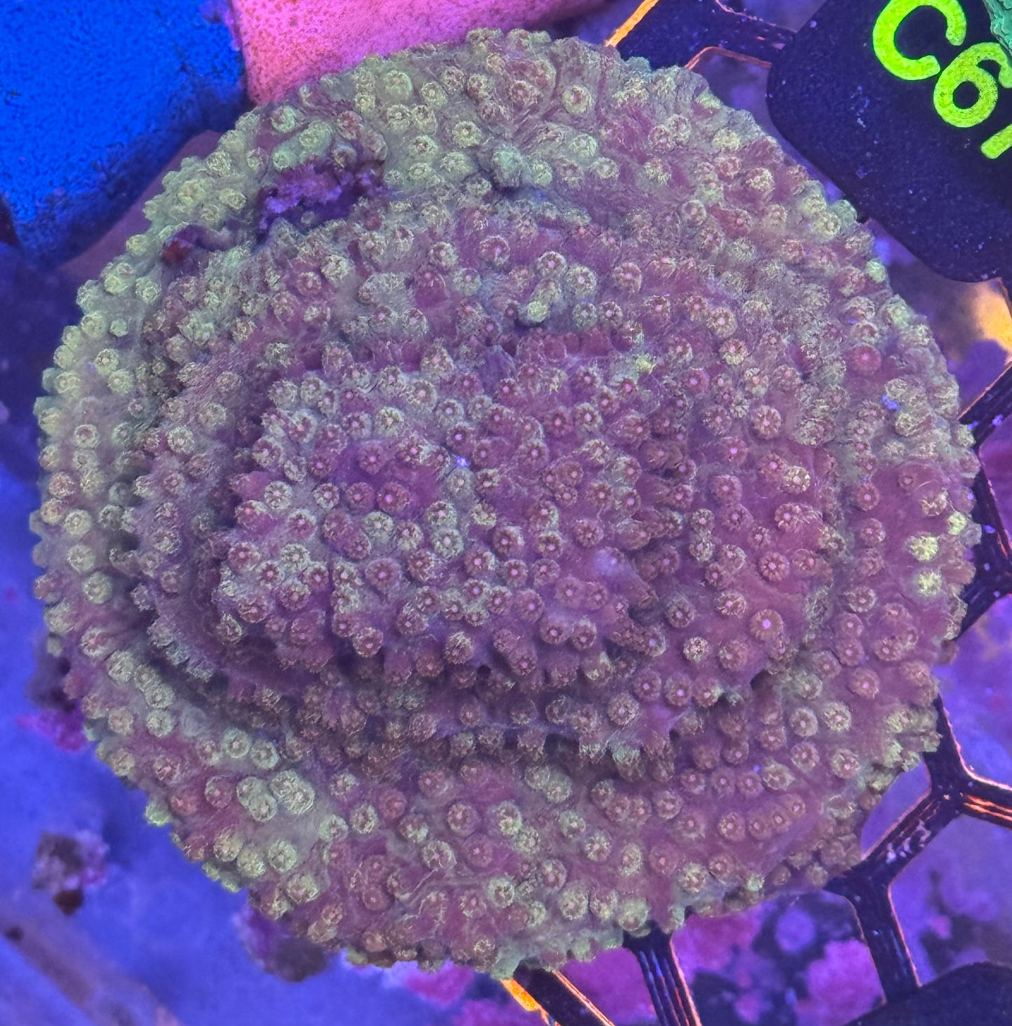 Cypastria Encrusting Coral (C61)