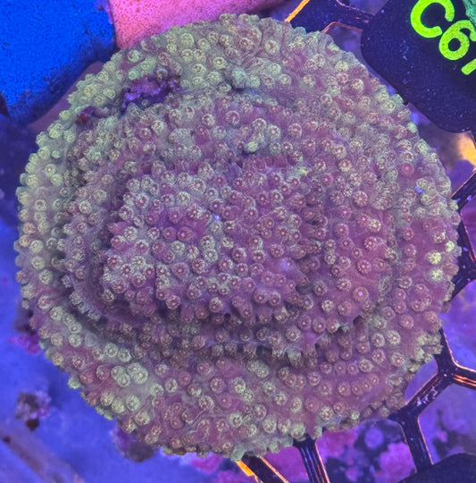 Cypastria Encrusting Coral (C61)
