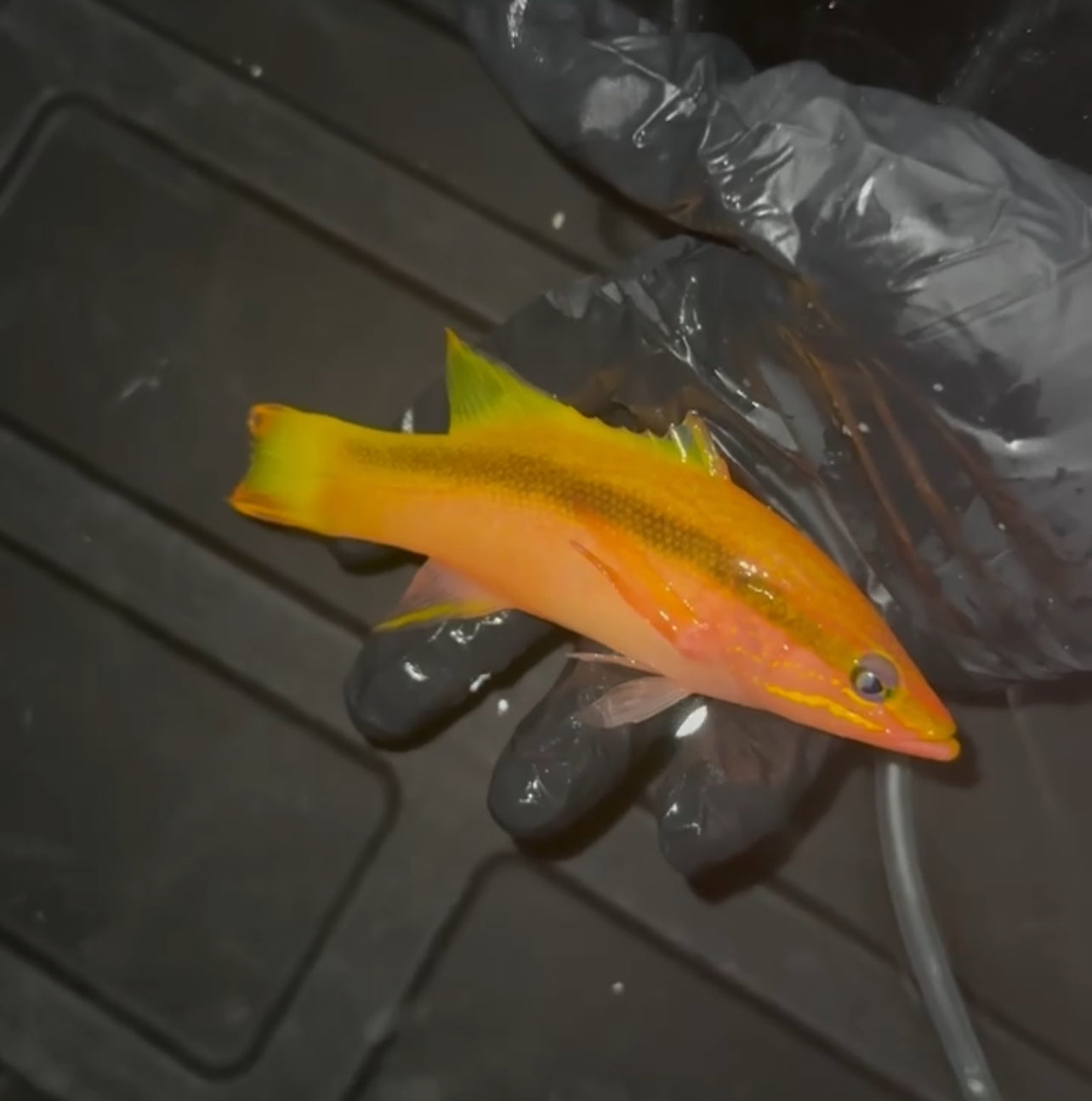 Black stripe Basslet | Liopropoma Latifasciatum)-(3-4”)