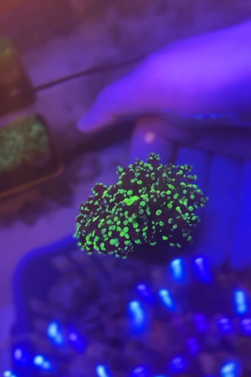 Octospawn Coral-purple/green grafted 2head