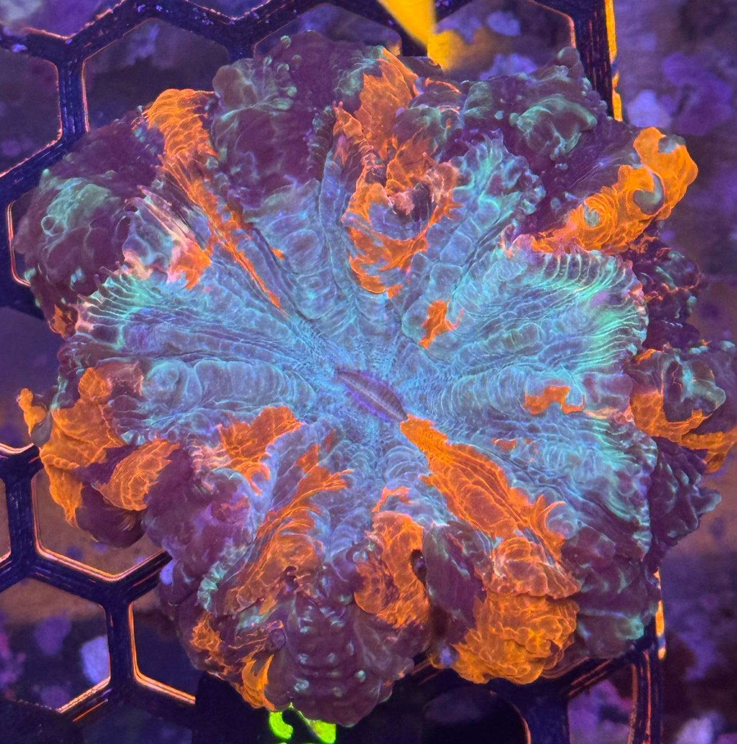 Acantho (C62)