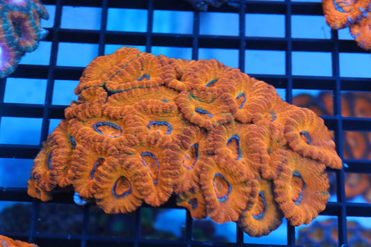 Micromussa Lord Colony (S)