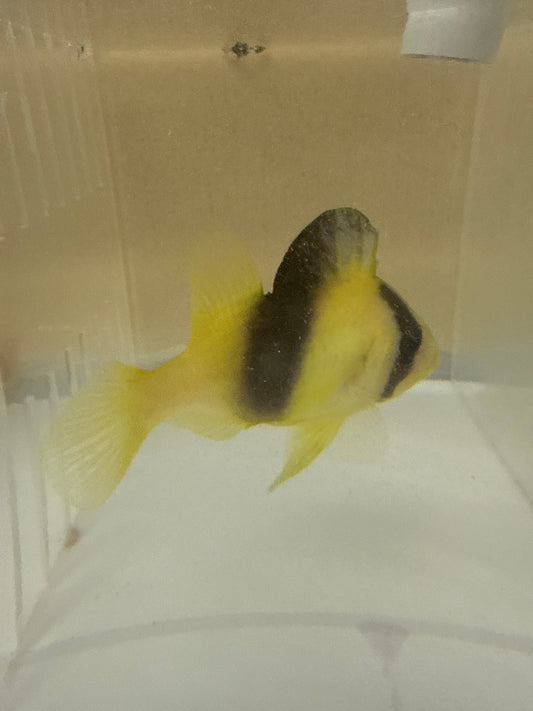 Barred Soapfish|Diploprion bifasciatum