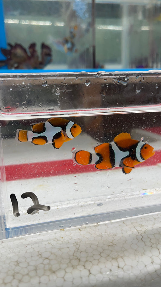 True Percula Clownfish-super black pair (WYSIWYG #12)