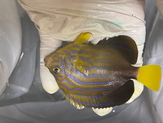 Maze (orange face) Angelfish-Chaetodontoplus Chrysocephalus 3" (captive bred)