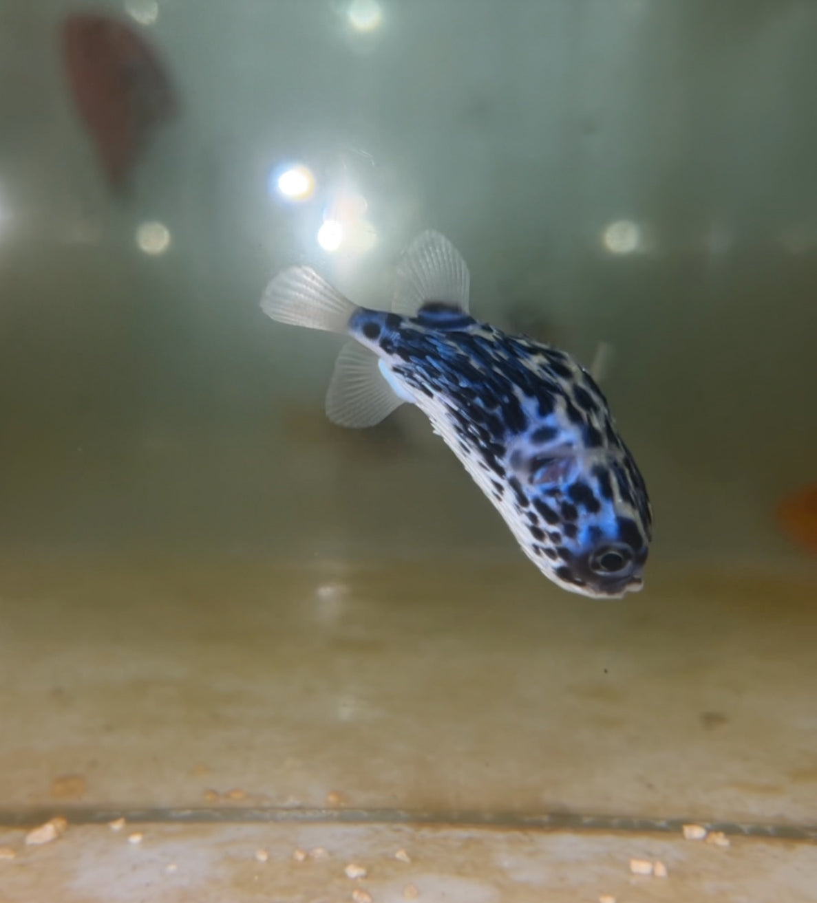 Juv Blue Pelagic Porcupinefish 1-2”|| Diodon eydouxii