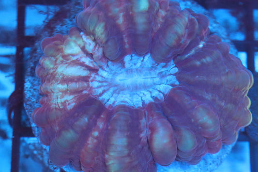 Fruity Cynarina (D98)