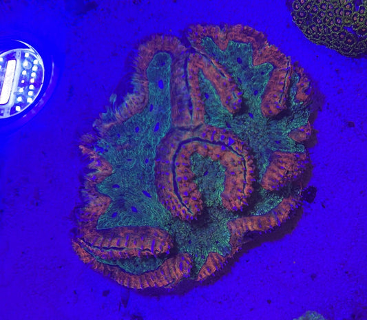 Kiwi Strawberry Brain Coral - Approximately 6” WYSIWYG
