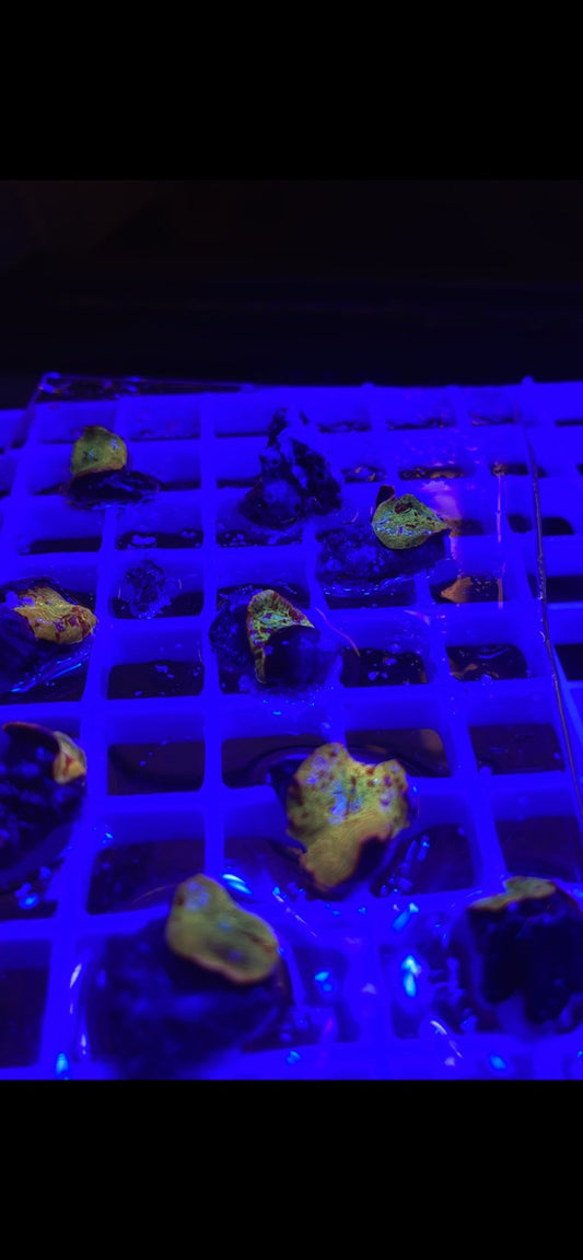 Jawbreaker Mushroom-Electus Strain