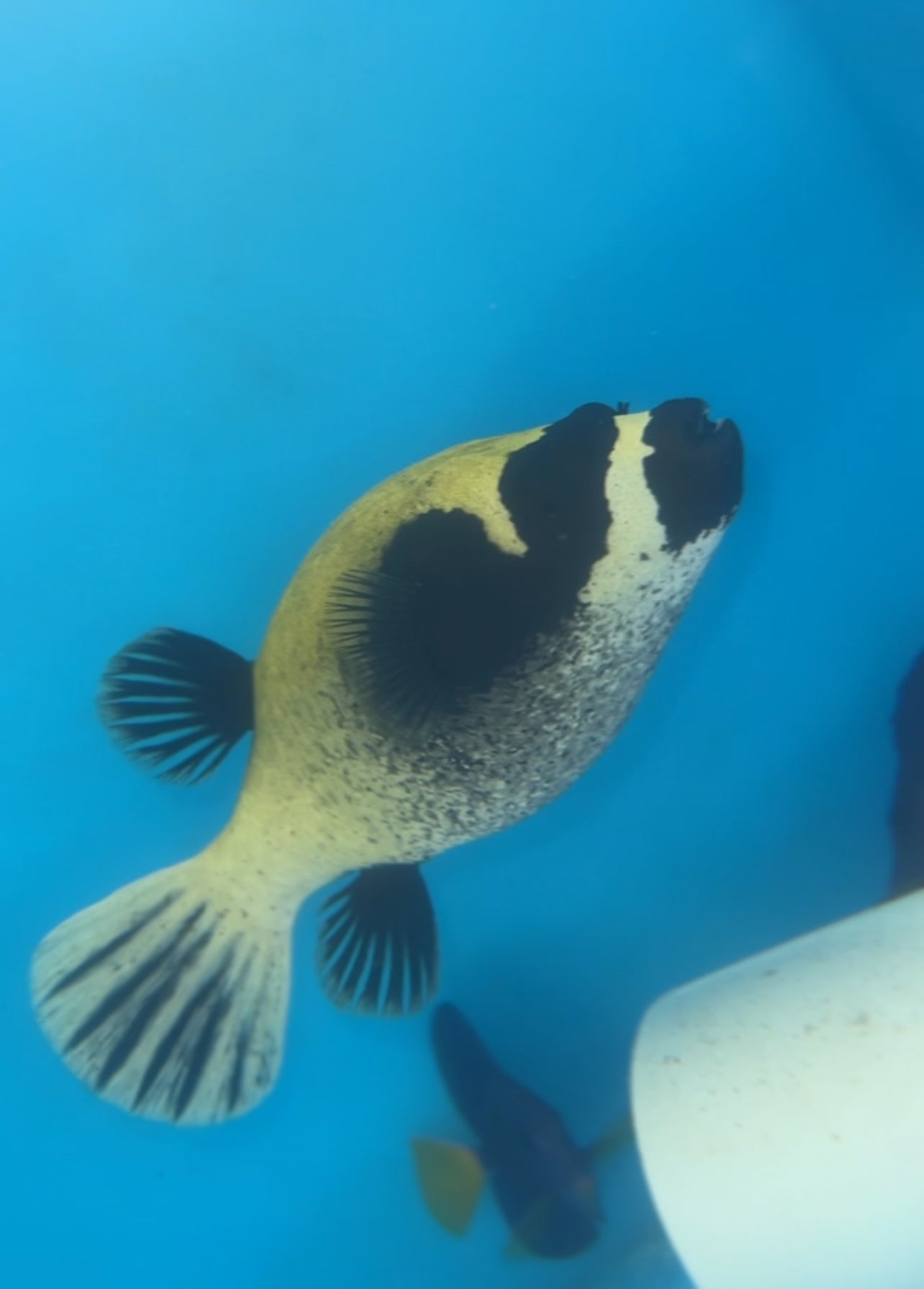 Panda (masked) Puffer-Red Sea (6-7”) WYSIWYG