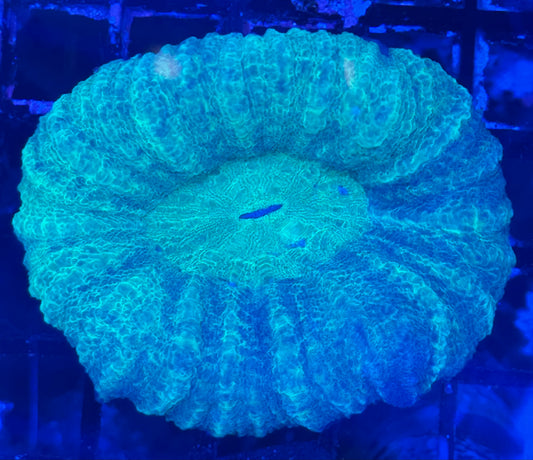 Scoly (D221)