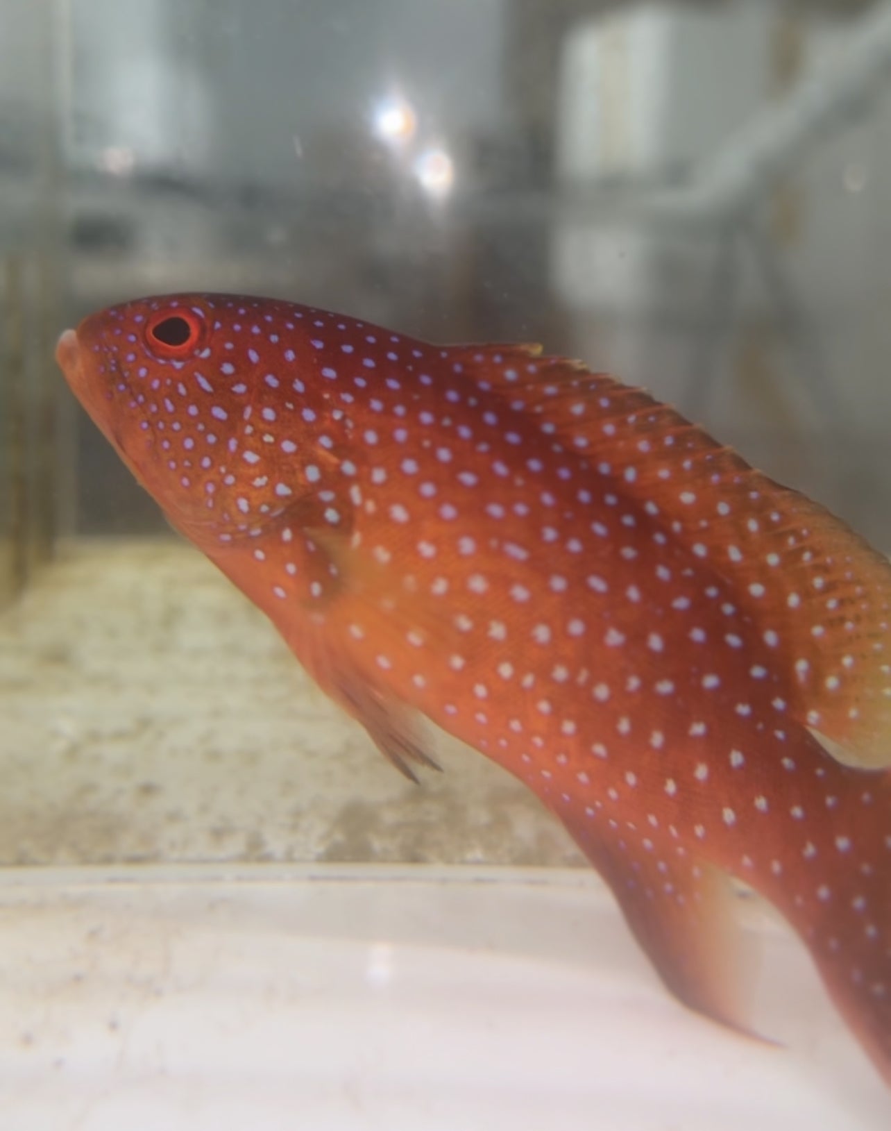 Whitemargin Lyretail Grouper - Variola albimarginata - 7”