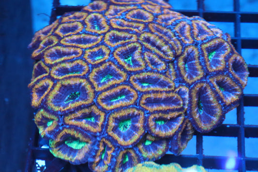 Micromussa Lord Colony (O)