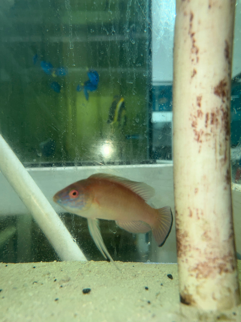 Pylei Fairy Wrasse (4" Super Male)