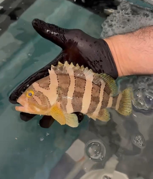 Banded Grouper |Epinephelus amblycephalus