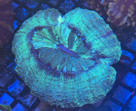 Acantho (B80) WYSIWYG
