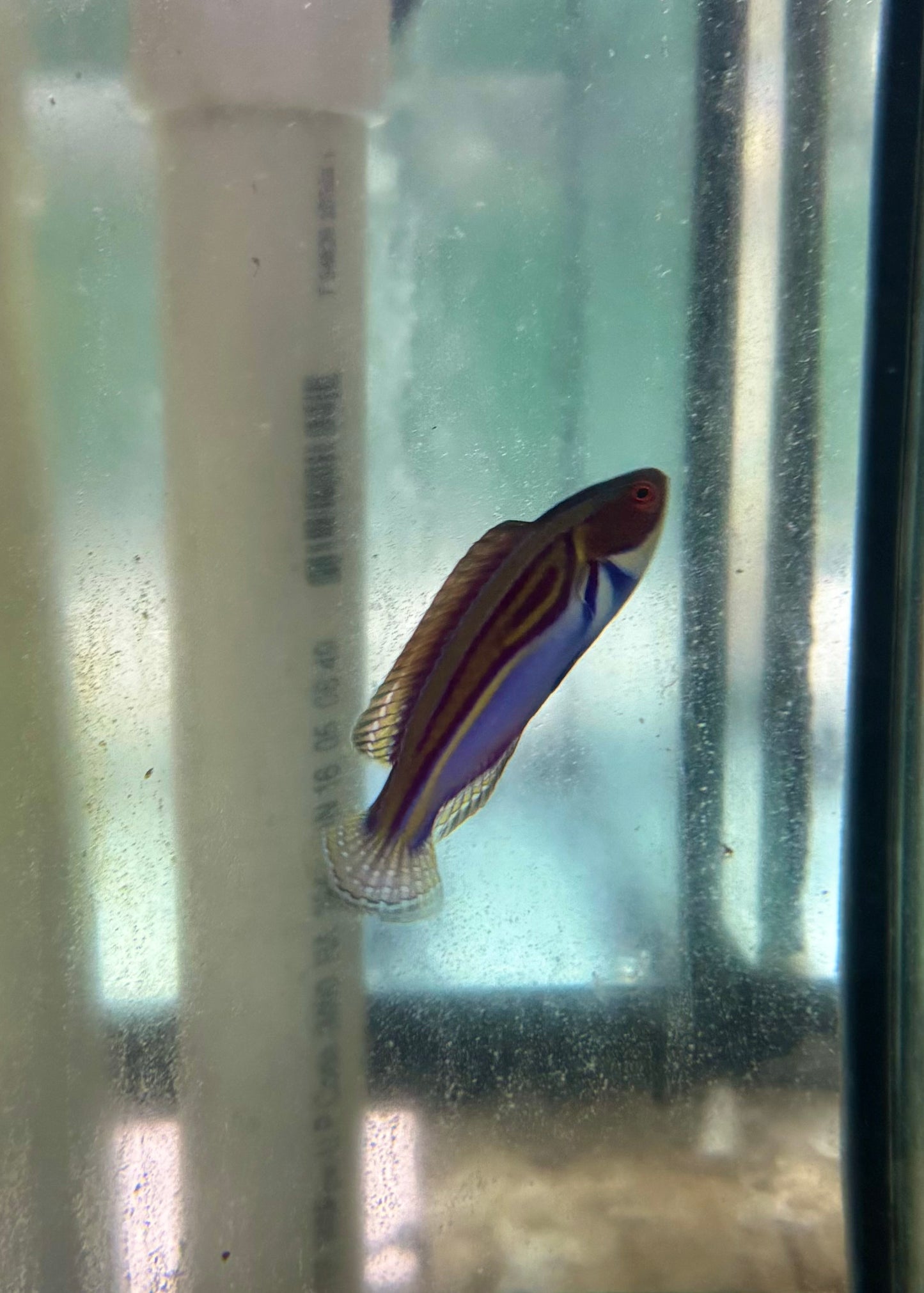 Labouti Wrasse-5” Supermale (WYSWYG #2)