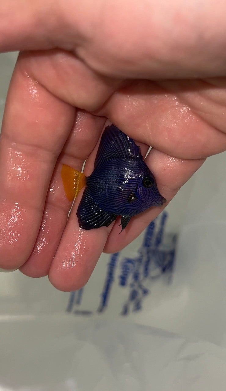 TINY Red Sea Purple Tang | Zebrasoma xanthurus (1-2”)