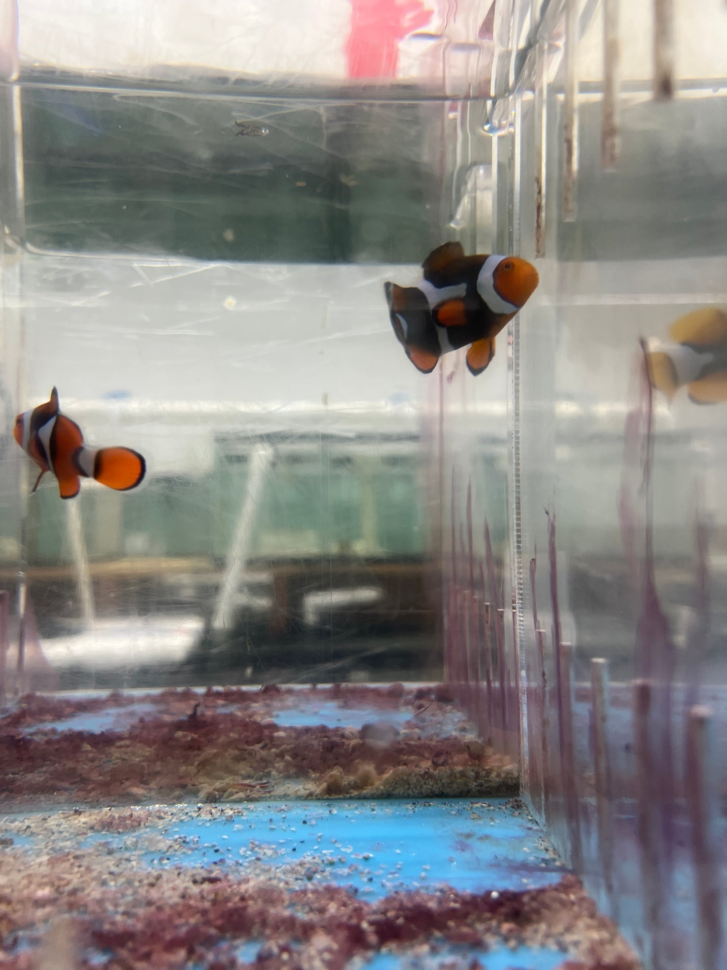 Super Black True Percula Clownfish-WC Pair